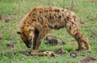 Ngorongoro Conservation Area Authority