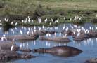 Ngorongoro Conservation Area Authority