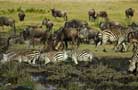 Ngorongoro Conservation Area Authority