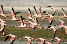 Ngorongoro Conservation Area Authority