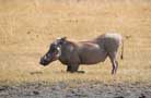 Ngorongoro Conservation Area Authority