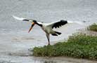 Ngorongoro Conservation Area Authority