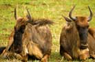 Ngorongoro Conservation Area Authority