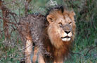 Ngorongoro Conservation Area Authority