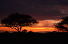 Ngorongoro Conservation Area Authority