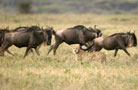 Ngorongoro Conservation Area Authority