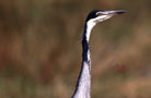 Ngorongoro Conservation Area Authority