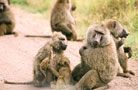 Ngorongoro Conservation Area Authority