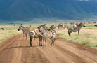 Ngorongoro Conservation Area Authority